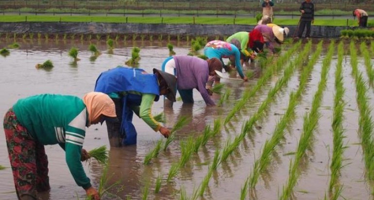 desa ini juga berpenghasilan dari aspek pertanian